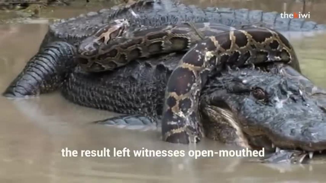 Burmese python vs. American alligator