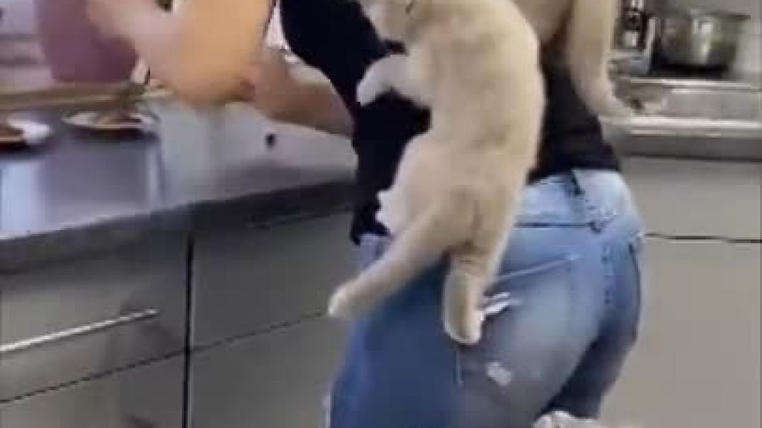 ⁣Kittens Climb Their Mom as They Couldn’t Wait for Food