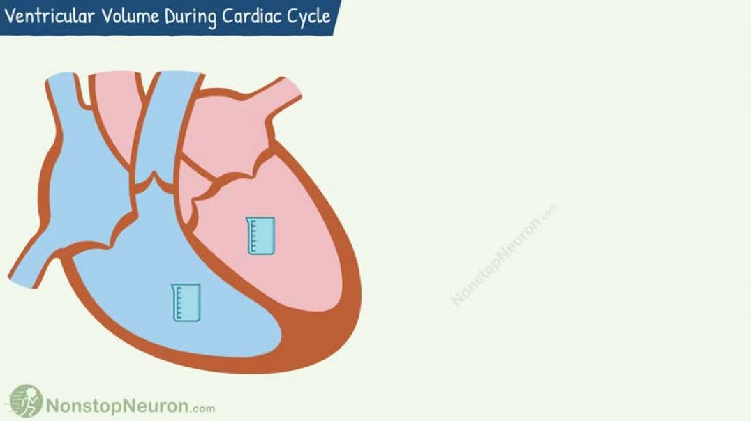 Ventricular Volume During Cardiac Cycle   End Diastolic Volume, End Systolic Volume, Stroke Volume