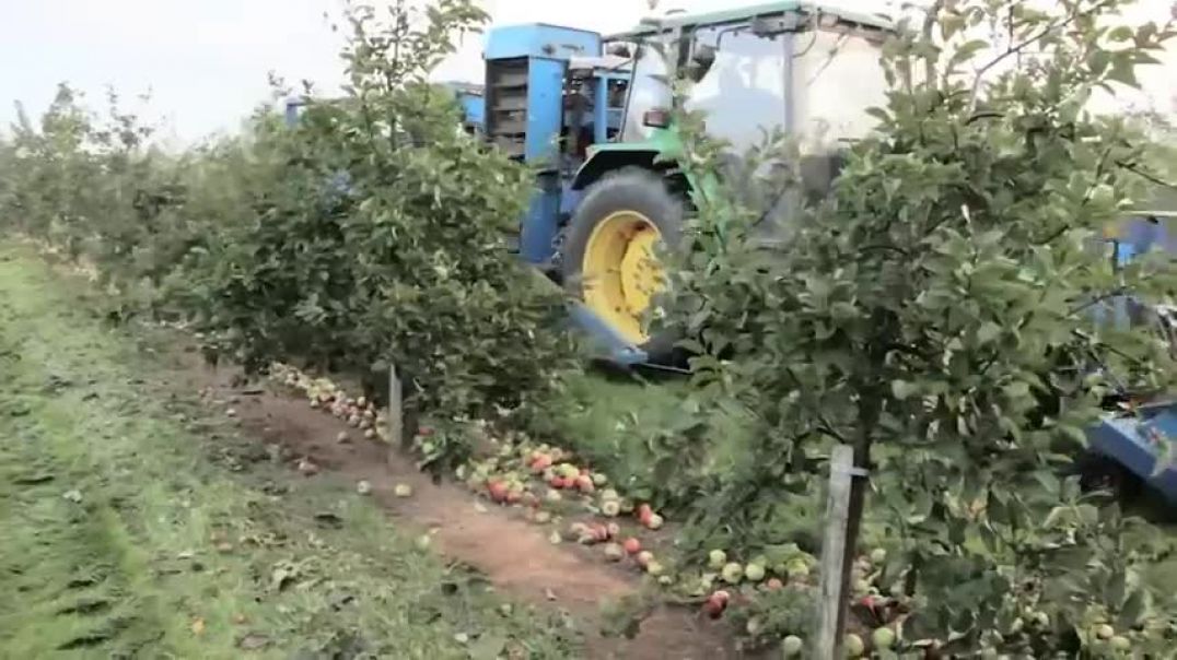 ⁣Harvest Billions Of Cider Apples In America - Apple Cider Production In The Factory