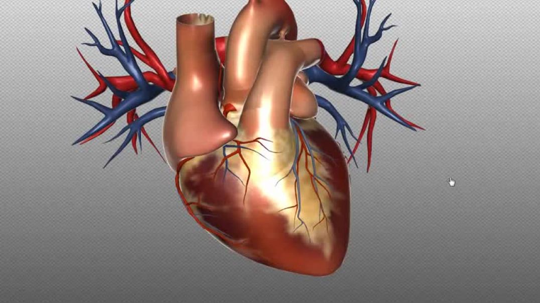 ⁣Blood supply to the heart - PART 1 - Anatomy Tutorial