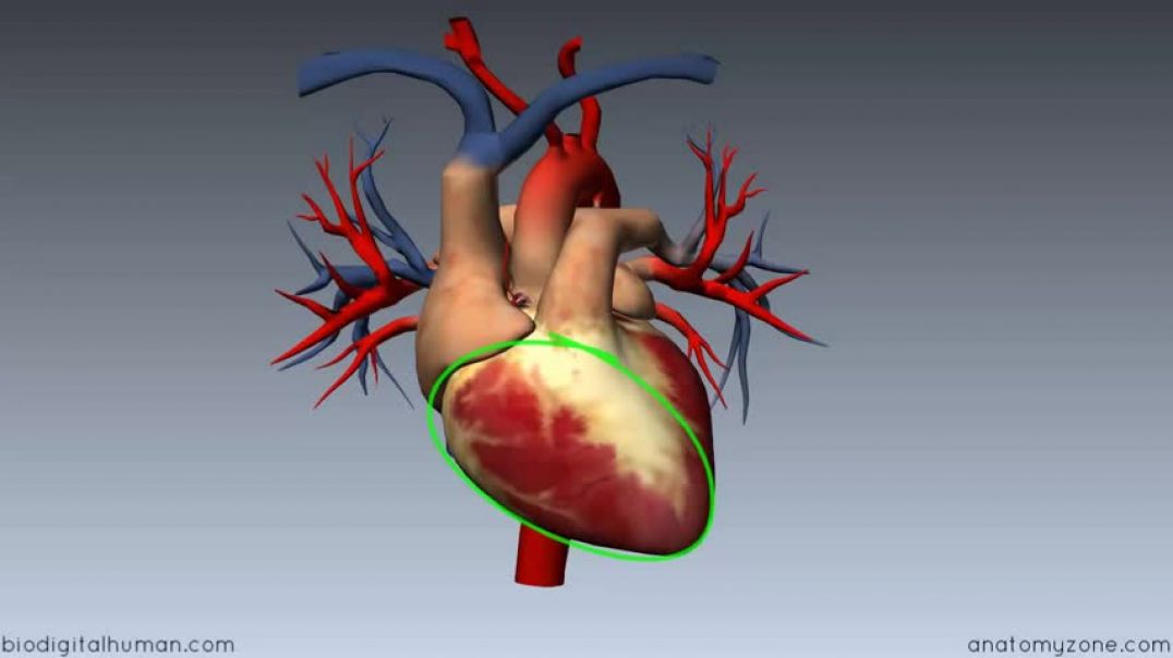 ⁣Heart Anatomy - Right Ventricle - 3D Anatomy Tutorial