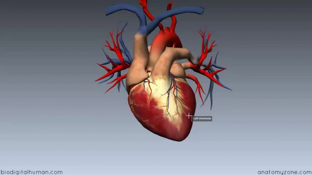 ⁣Heart Anatomy - Right Atrium - 3D Anatomy Tutorial