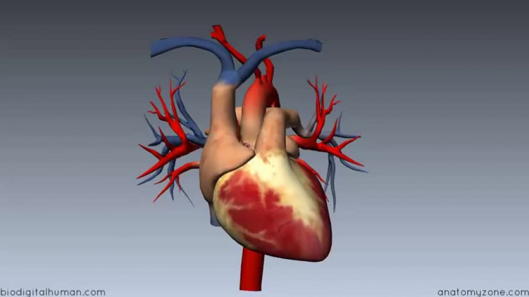 ⁣Heart Anatomy - Left Atrium - 3D Anatomy Tutorial