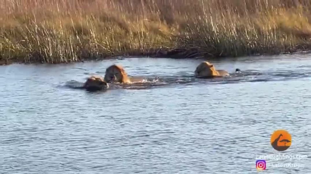 ⁣HIPPO ATTACKS 3 LIONS CROSSING THE RIVER