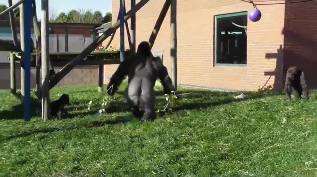 ⁣Rowdy baby gorilla gets disciplined by dad