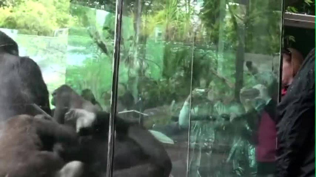 ⁣Silverback Gorilla Sucker Punches Another Unruly Gorilla @ The San Diego Zoo
