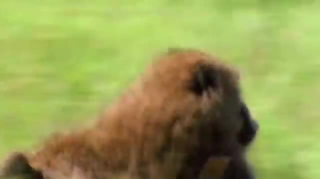 ⁣Lions Hunt Baby Gorilla, Herd Gorilla Panic Carry Baby On His Back Run Away, Baboon vs Wild Dogs