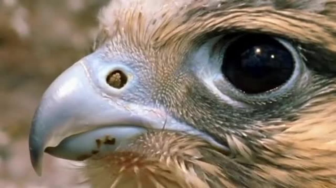 ⁣Eagles Too Dangerous Catch Baby Warthog, Daring Baboon Herd Rescue But Fails - Hawk vs Iguanas