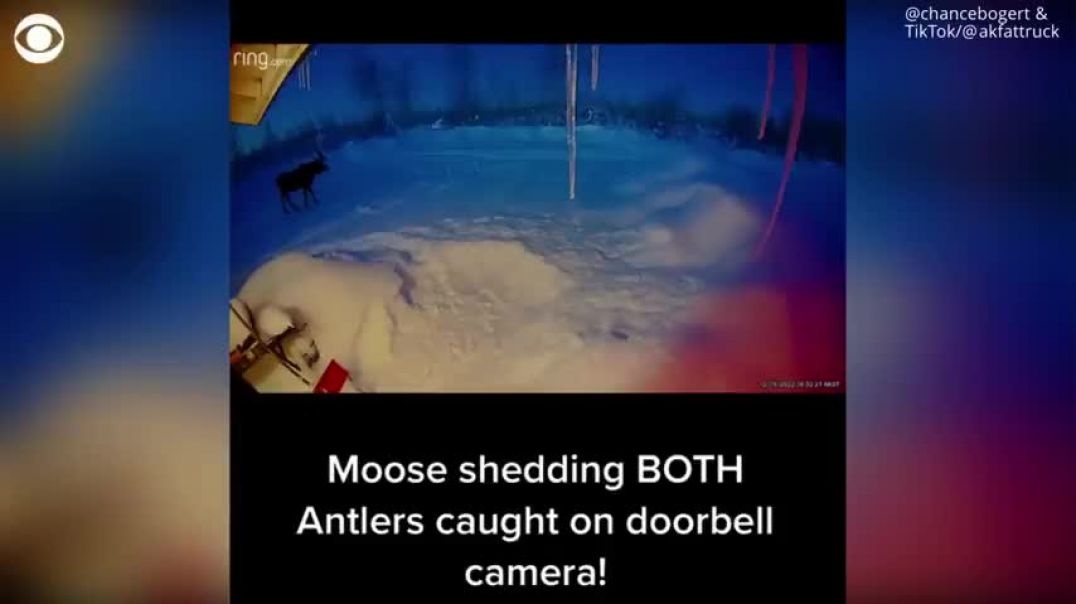 ⁣Moose caught on camera shedding both antlers at same time