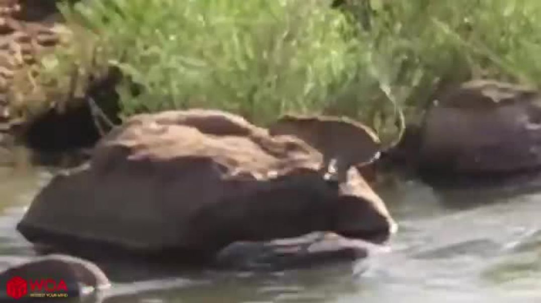 ⁣Crocodiles Wait For Leopard Across The River   Harsh Life