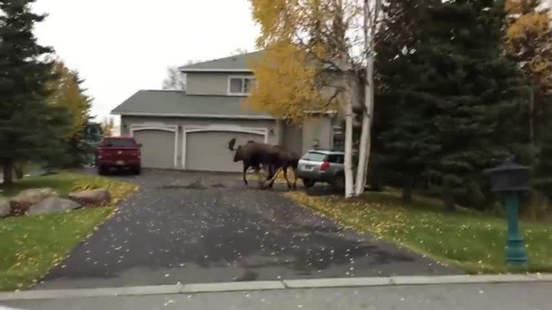 ⁣Watch Moose Fight in a Quiet Alaska Suburb   National Geographic