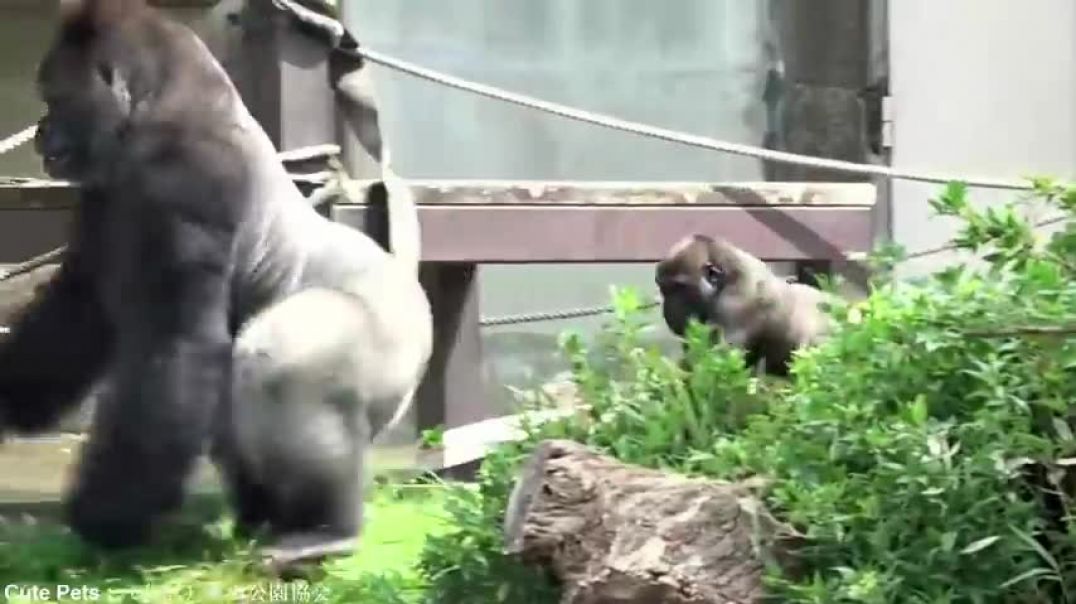 ⁣Baby Gorilla Annoying Giant Gorilla Male Watch What He Does