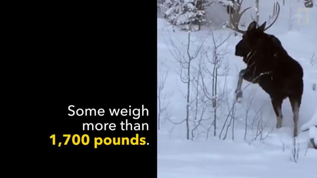 ⁣Rare Video Moose Loses an Antler   National Geographic