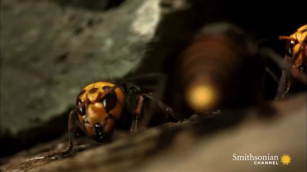 ⁣Two Giant Killer Hornet Colonies Fight to the Death