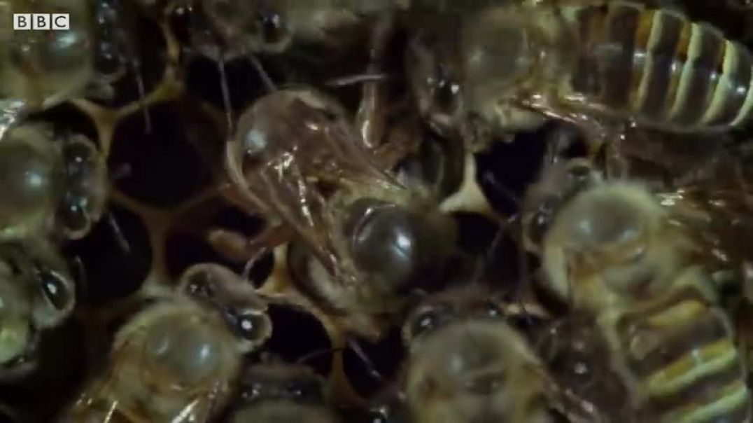 ⁣Bees Kill A Giant Hornet With Heat   Buddha, Bees and The Giant Hornet Queen   BBC Earth