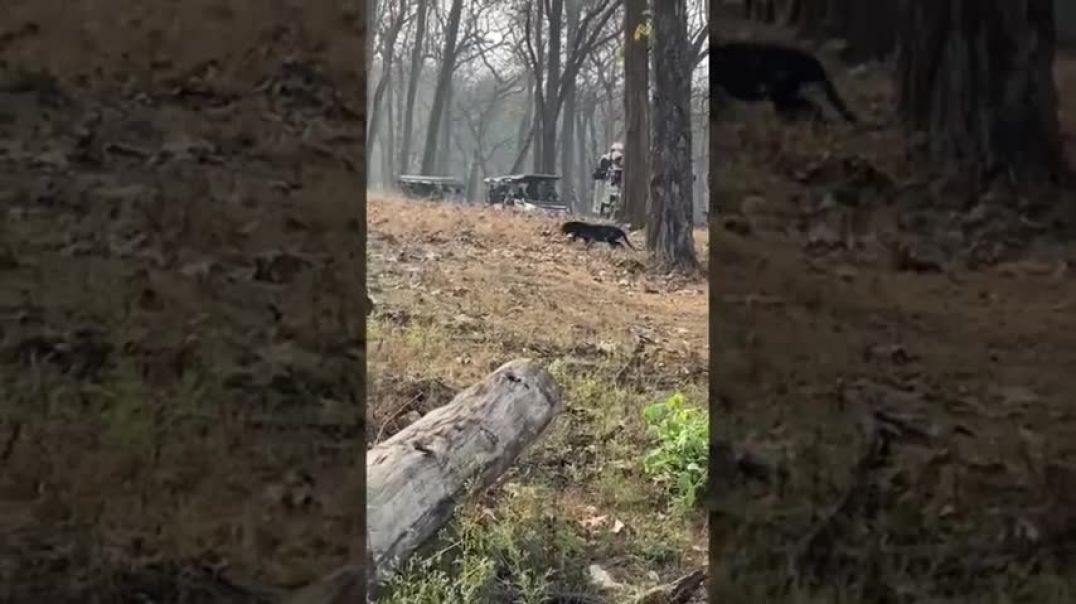 ⁣Black Panther encounter with a leopard on a tall tree