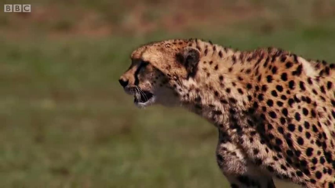⁣Cheetah chases wildebeest   The Hunt - BBC One