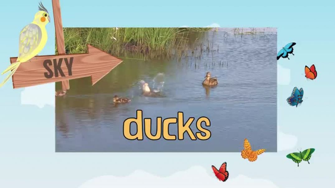 ⁣DUCK     Animals For Kids   All Things Animal TV
