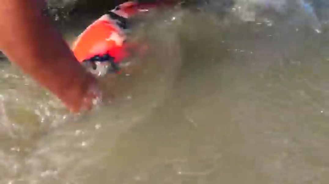 ⁣Why do Koi Fish GROW So Fast in a MUD POND (Natural Pond)