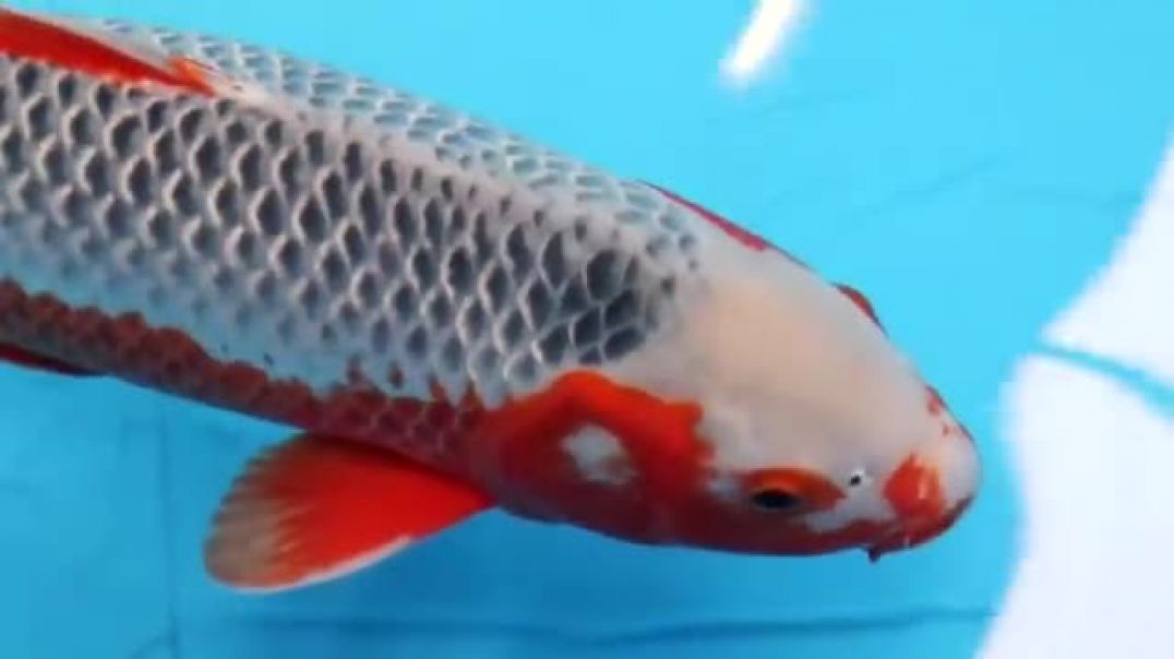⁣15 Most RARE and BEAUTIFUL KOI Fish Varieties