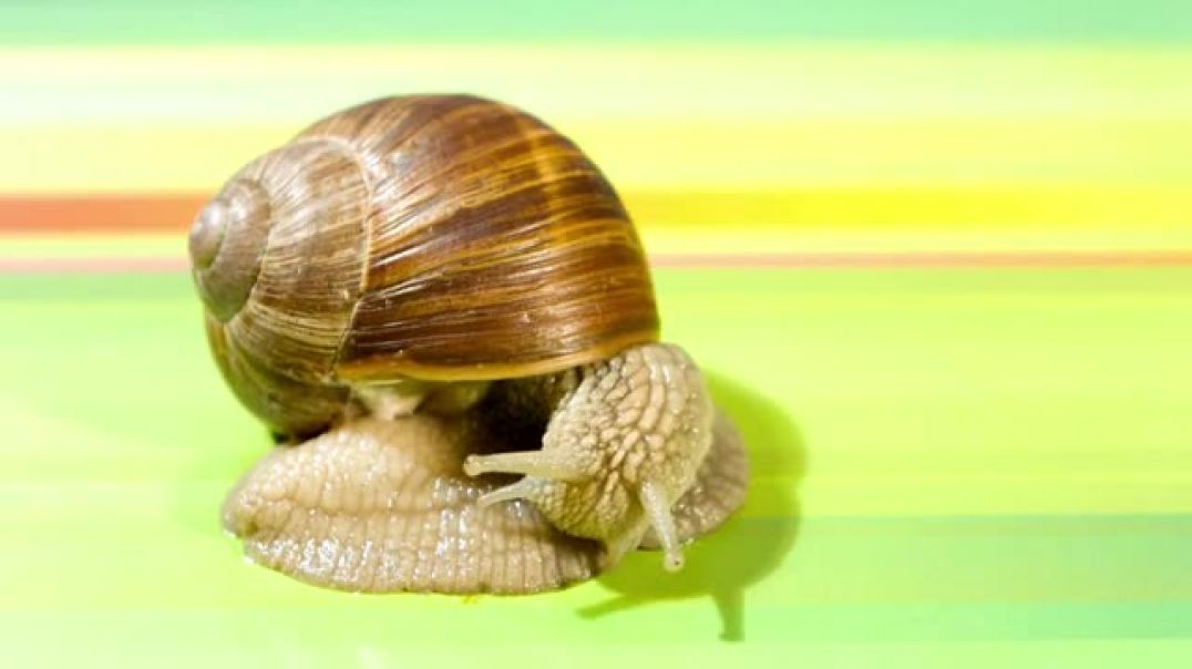 ⁣Snail Insect Or Animal Snail Video - Snails For Kids