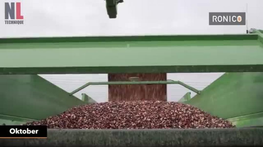 ⁣The Story of The Tulips - From Planting to Harvest Process With Modern Machines