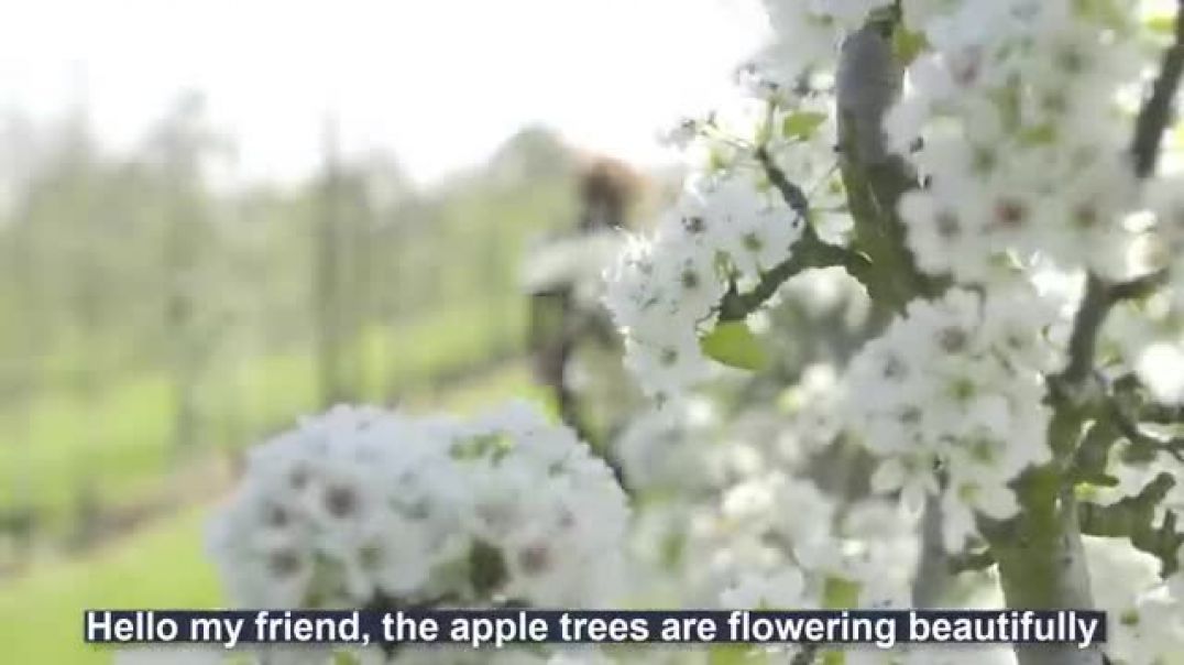 ⁣How to produce millions of Apple Tree - Apple Seedlings Production - Harvesting and processing Apple