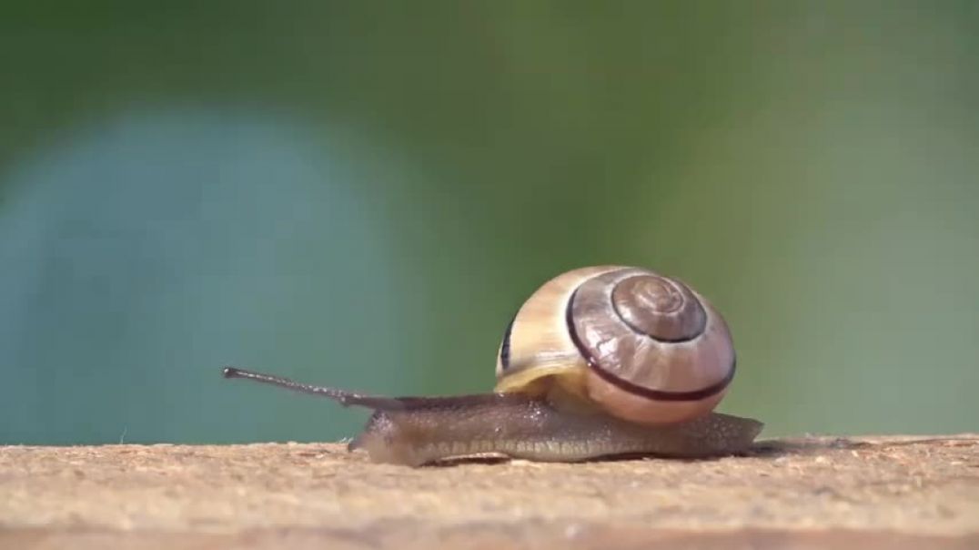 ⁣How to Control Slugs and Snails Naturally