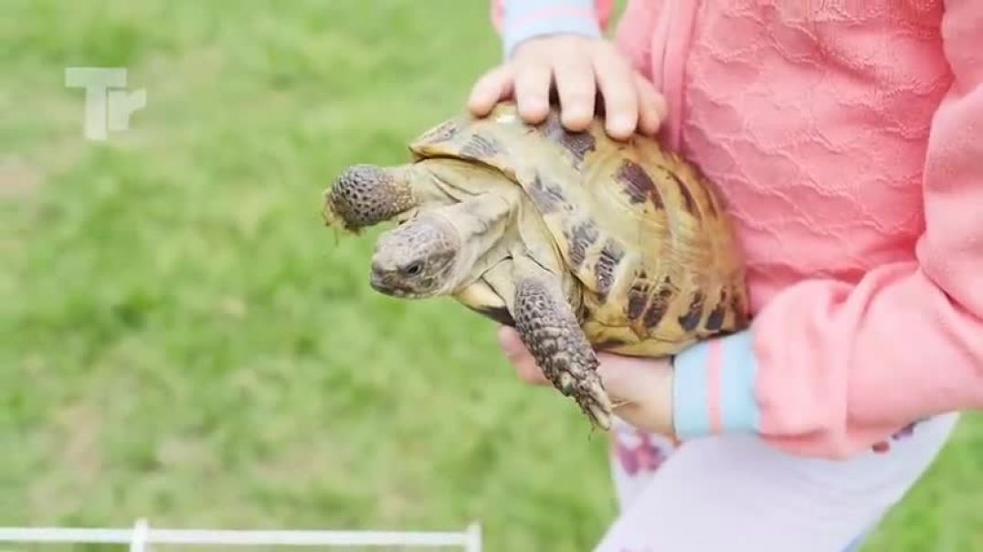 ⁣This Snake Messed with the Wrong Turtle