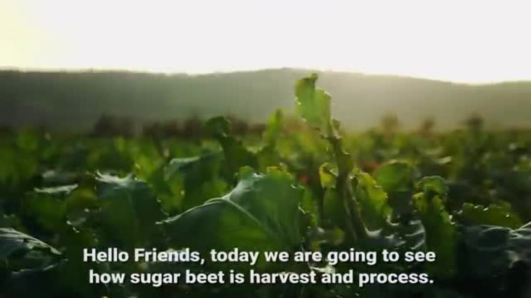 ⁣How Sugar Is Made From Sugar Beets | Sugar Beet Harvesting & Processing | Sugar Factory