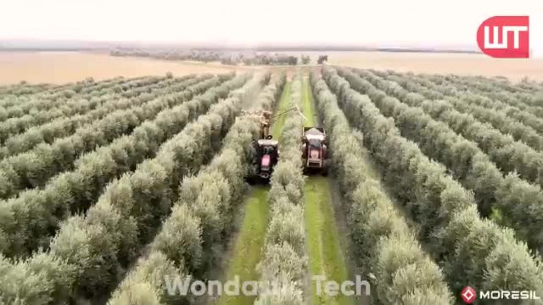 ⁣How Olive Oil Is Made   Olive Harvesting Technology   Factory Process