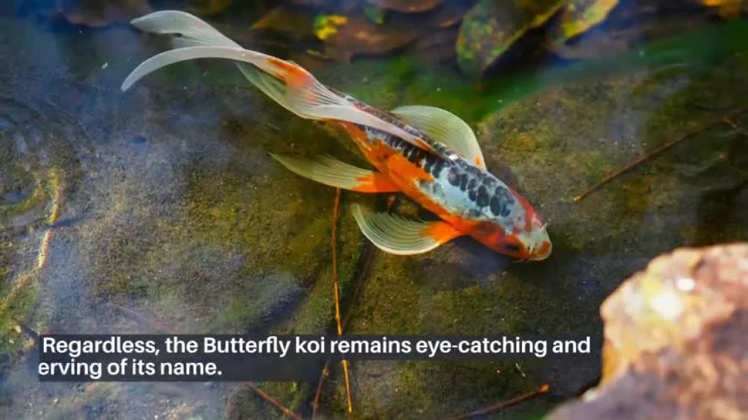⁣3 Things That You Need To Know About Butterfly Koi