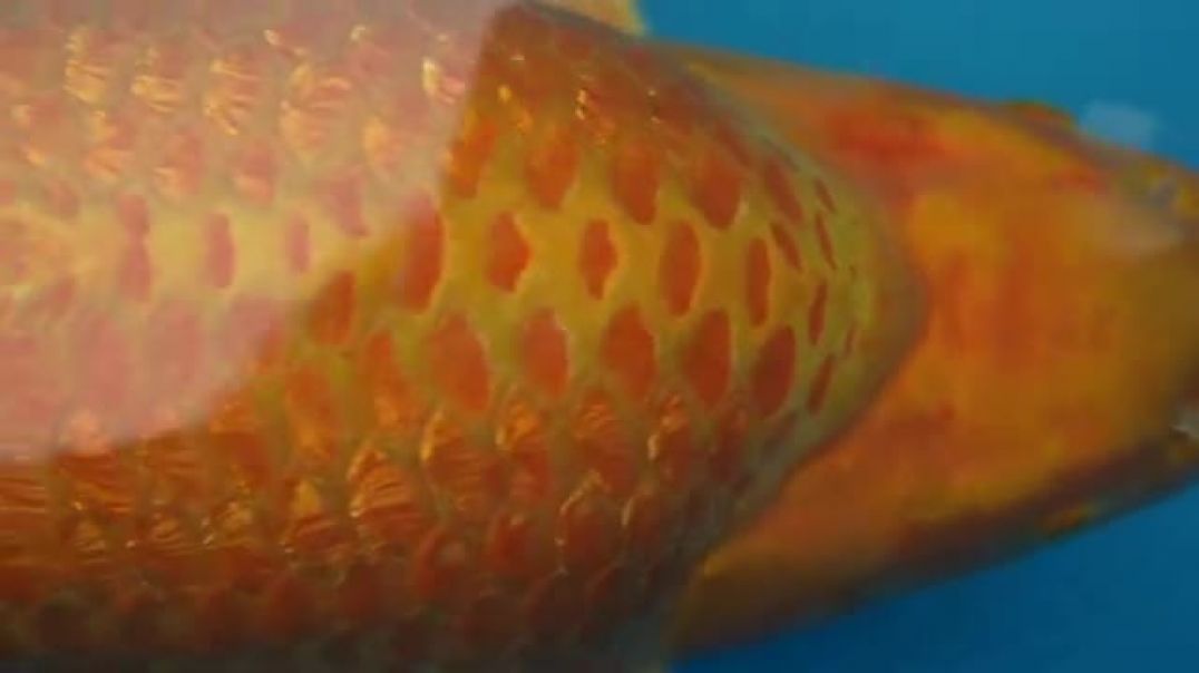 ⁣Expensive Koi Fish Gets Surgery - Here's What Happened