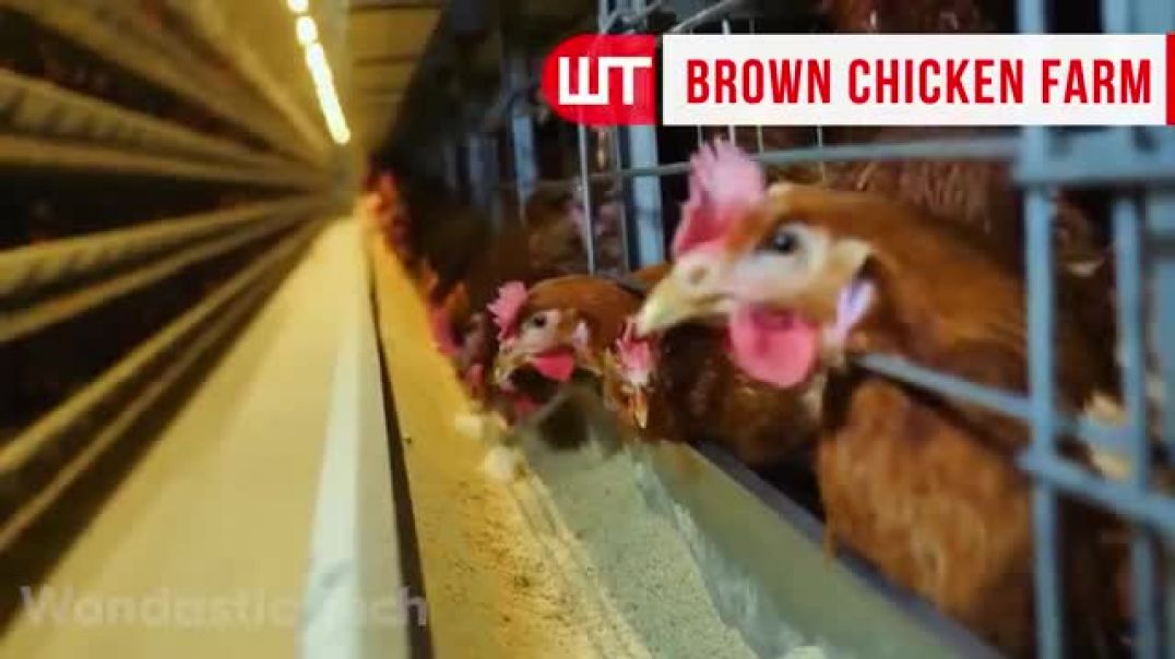 ⁣How Millions of Eggs are Produced In Poultry Farms   Automatic Egg Production Farm