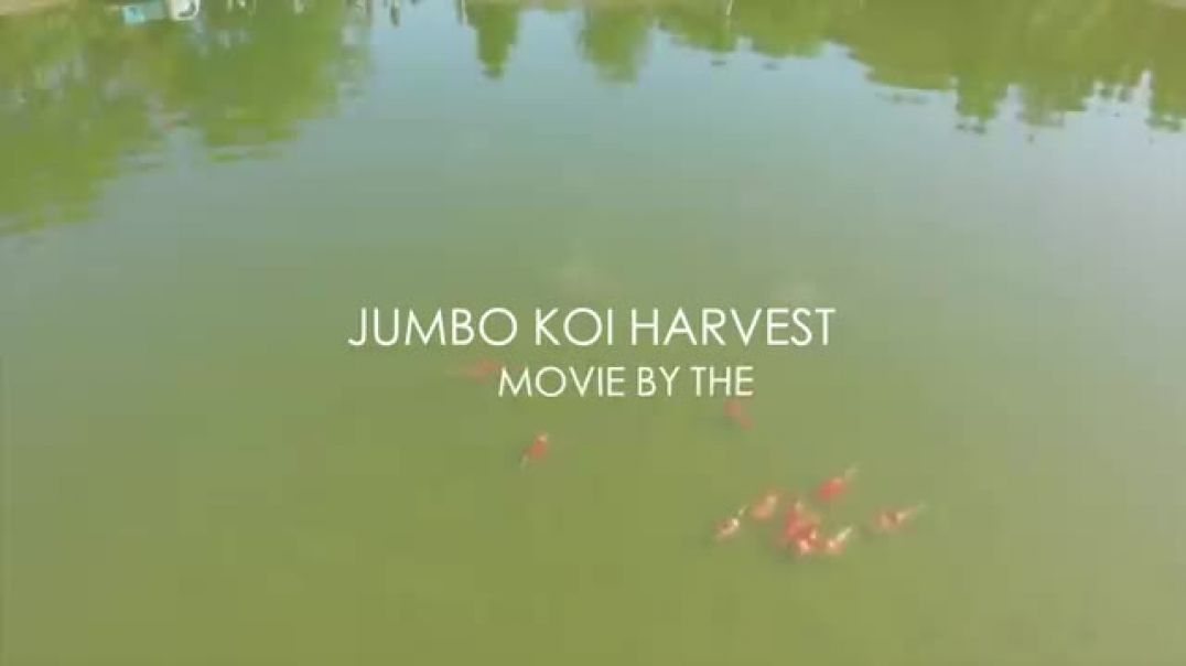 ⁣JUMBO KOI! Shintaro Jumbo Koi Pond Harvest 2020