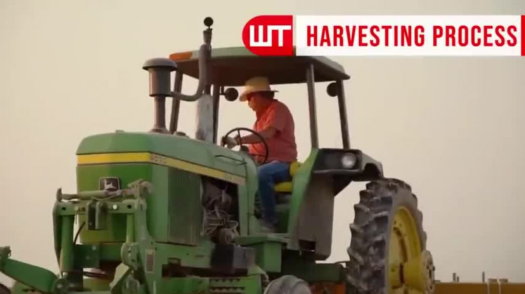 ⁣How Millions Of Onions Are Harvested & Processed | Incredible Onion Processing Factory