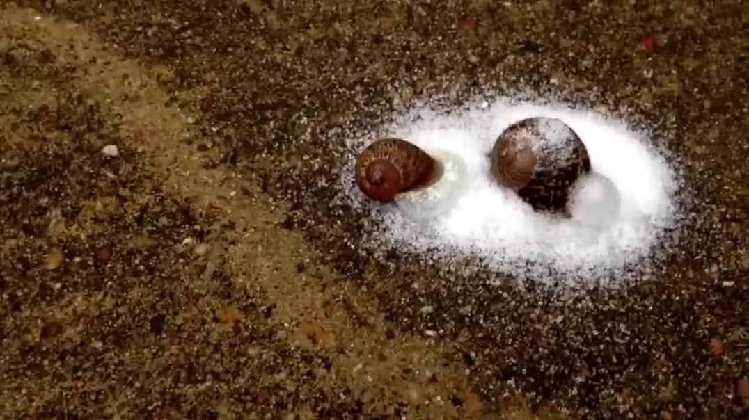 ⁣What happens when you pour salt on a snail