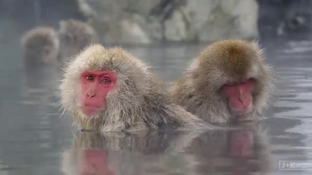 ⁣Snow Monkeys in Japan 5K Retina 60p (Ultra HD)