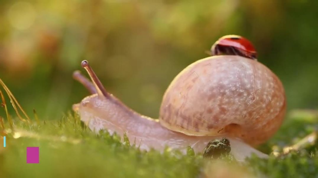 ⁣Why Do Snails and Slugs Die From Salt