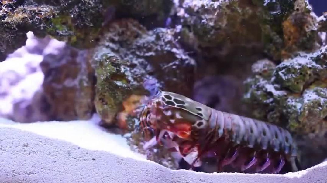 ⁣True Facts About The Mantis Shrimp