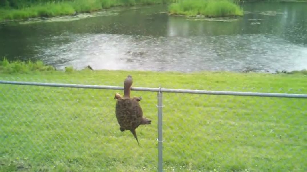 ⁣Snapping Turtle Climbs Fence!