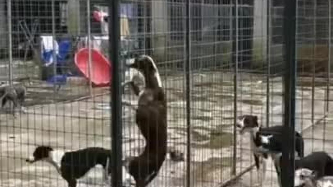 ⁣Dog Climbs Fence Tik Tok