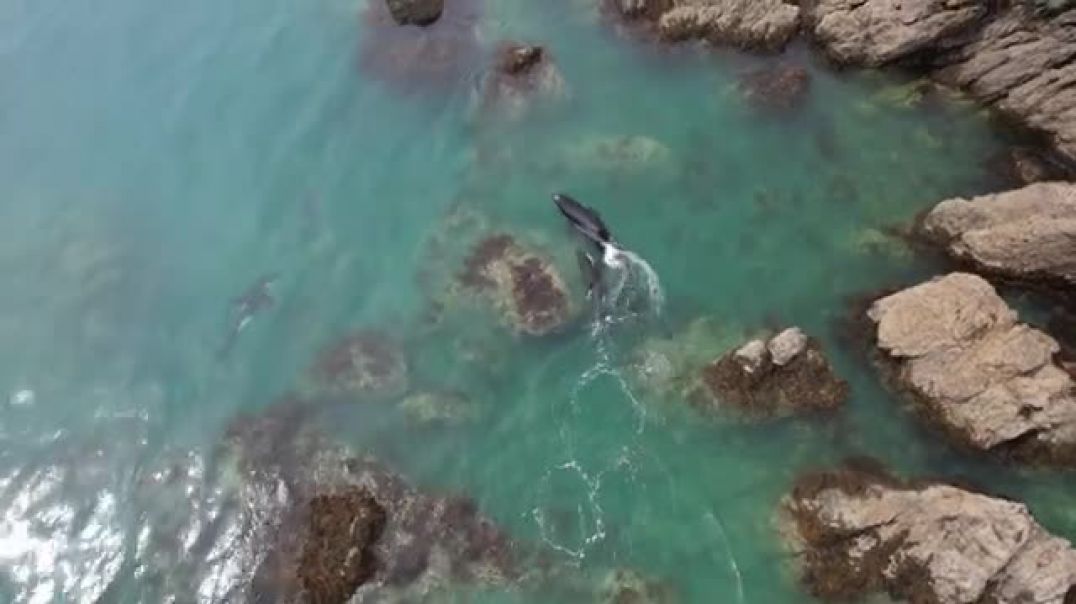 ⁣Orca Hunt New Zealand