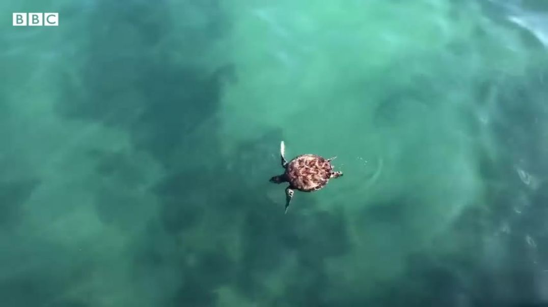 ⁣How do sea turtles navigate - CrowdScience, BBC World Service
