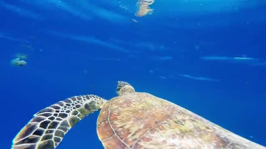 ⁣Turtle Eats Jellyfish