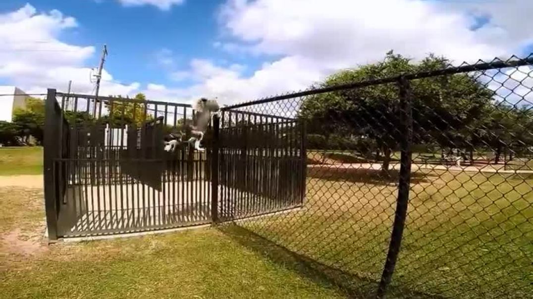 ⁣Siberian Husky Climbing a 6ft Fence