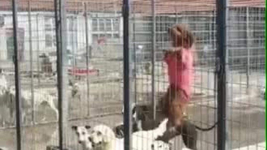 ⁣Dog tries to climb fence