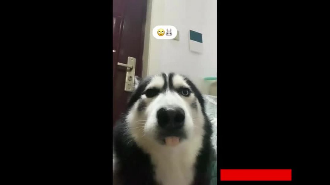 ⁣HUSKY   Video compilation