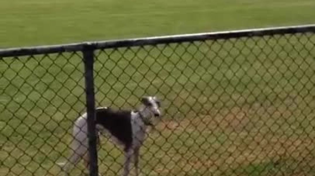 ⁣Whippet jumping fence